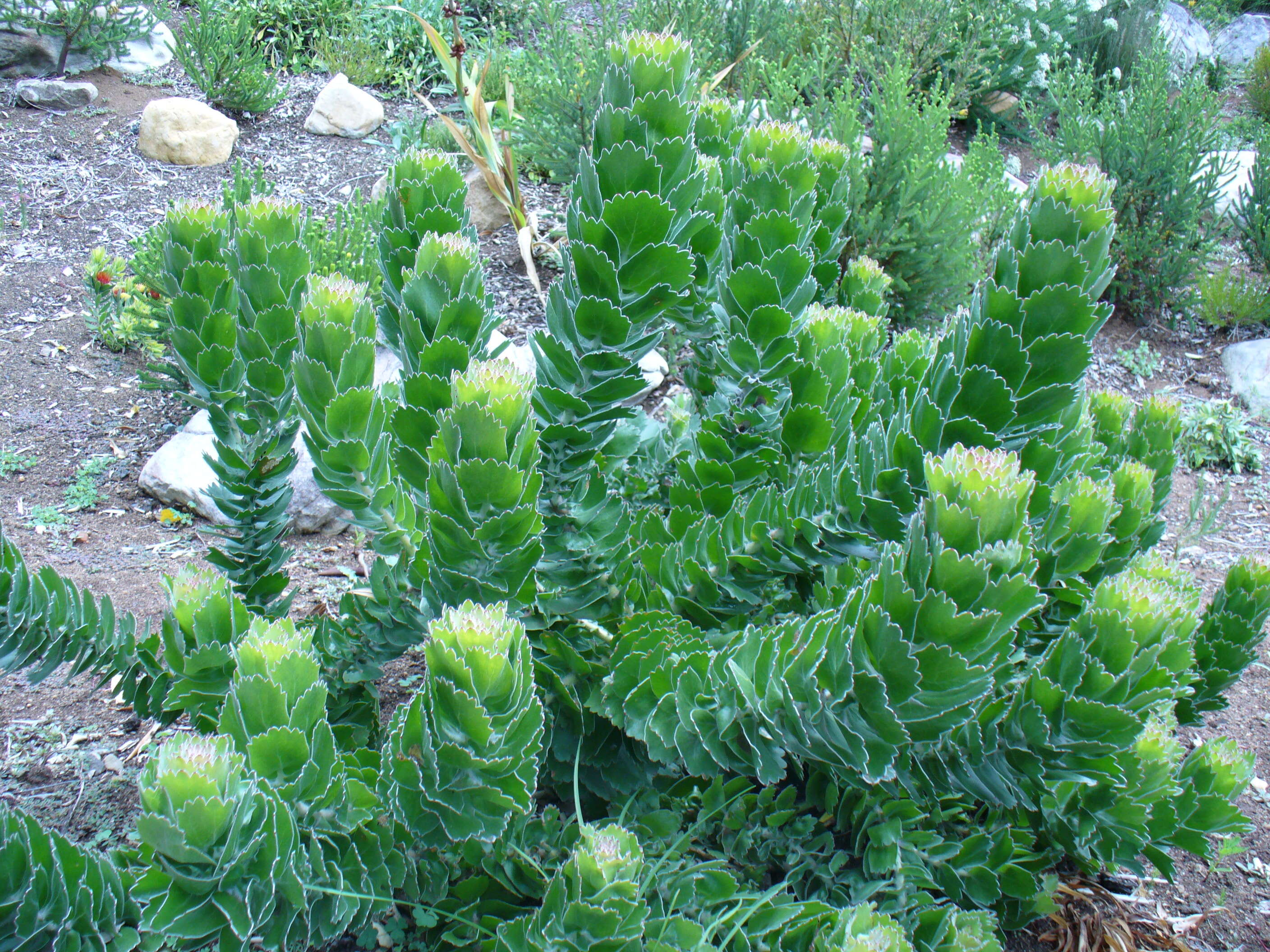 Image of Silveredge Pincushion