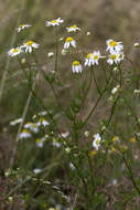 Imagem de Tripleurospermum inodorum (L.) Sch.-Bip