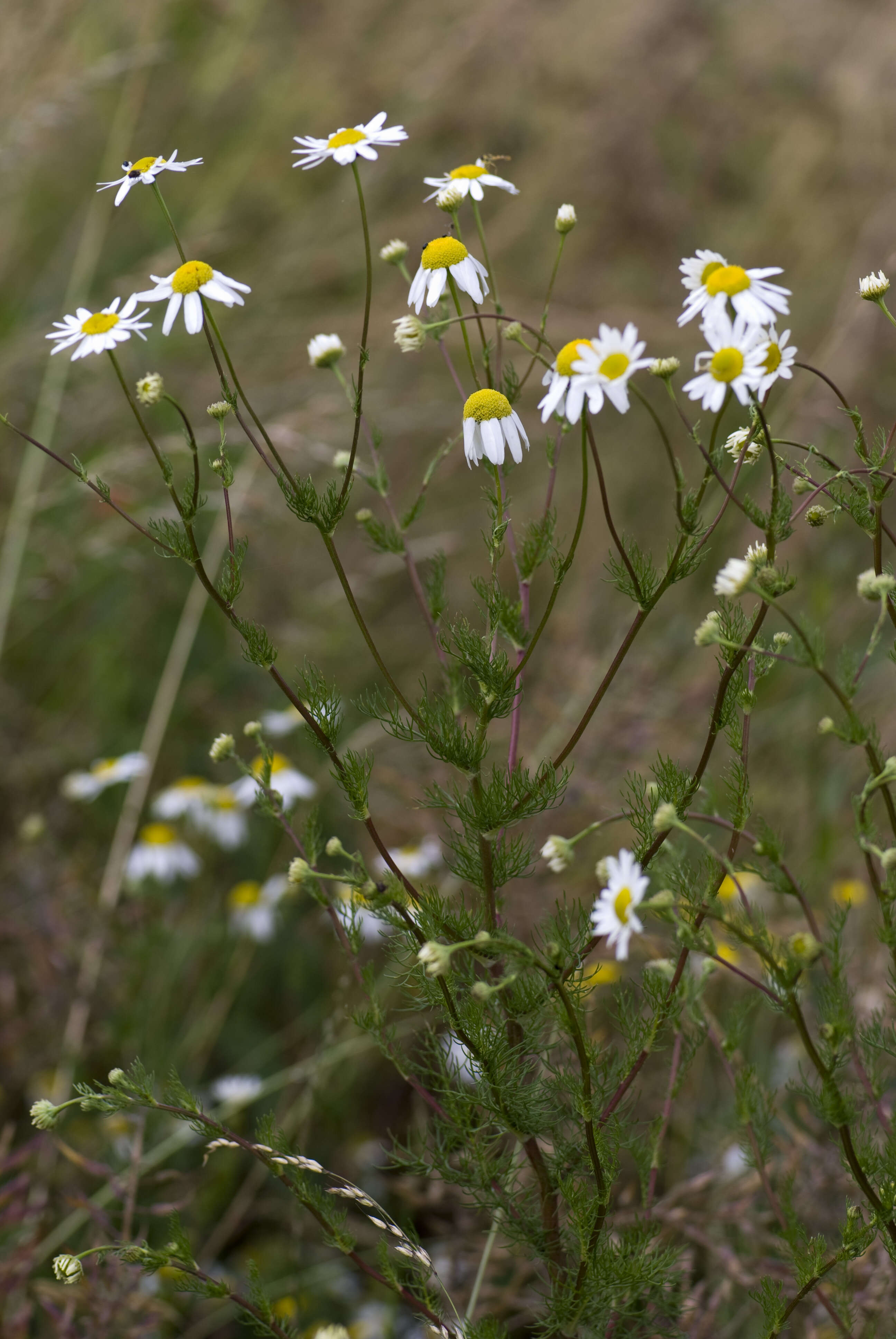 Image of scentless false mayweed