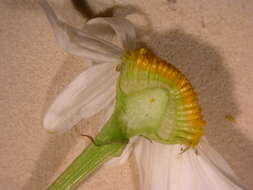 Image of scentless false mayweed