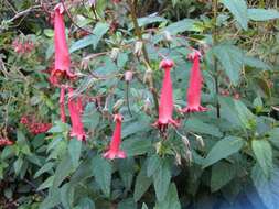 Image of Cape-fuchsia