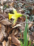 Image of daffodil