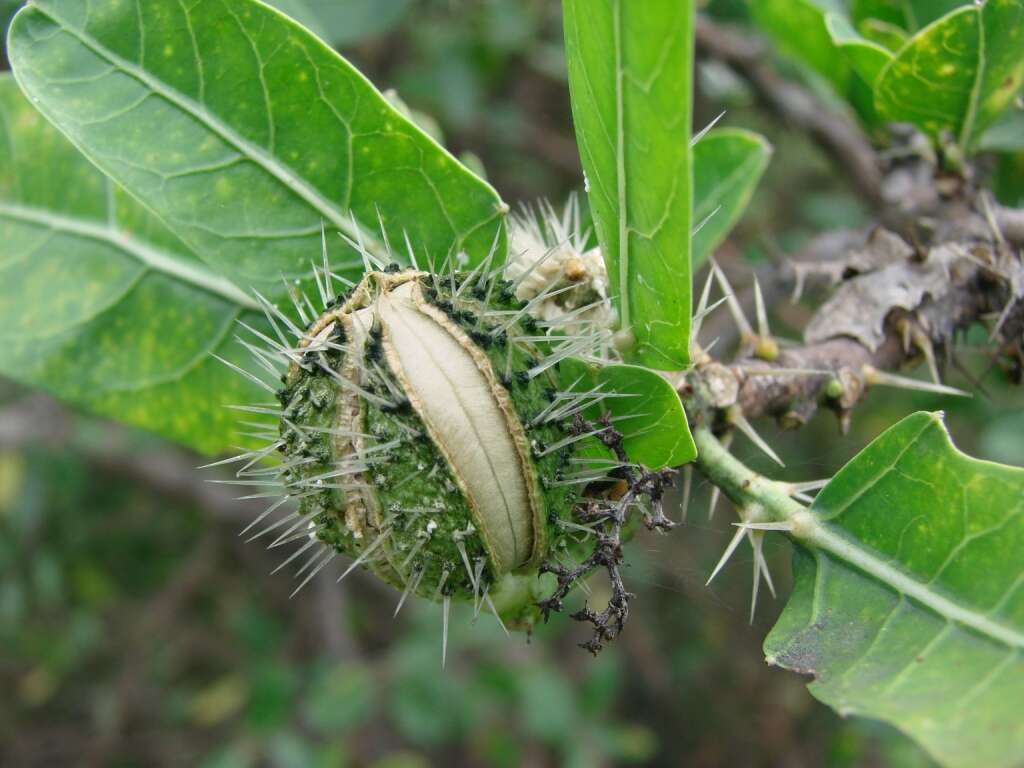 Image of Cnidoscolus quercifolius Pohl