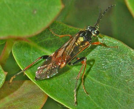 Image of <i>Tenthredopsis scutellaris</i>