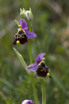 Image of late spider-orchid