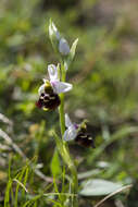 Image of late spider-orchid