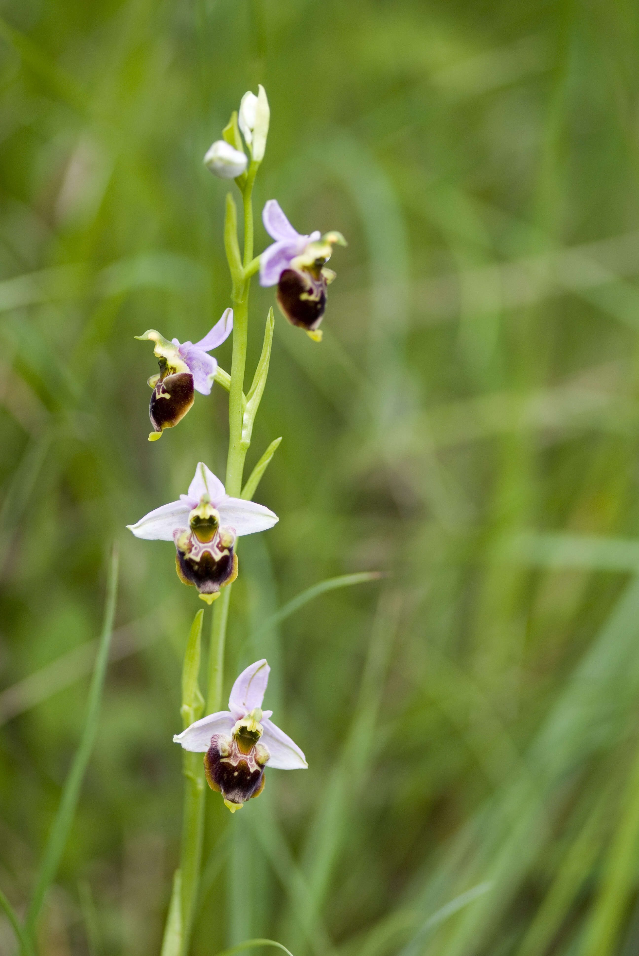 Image of late spider-orchid