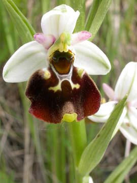 Image of late spider-orchid