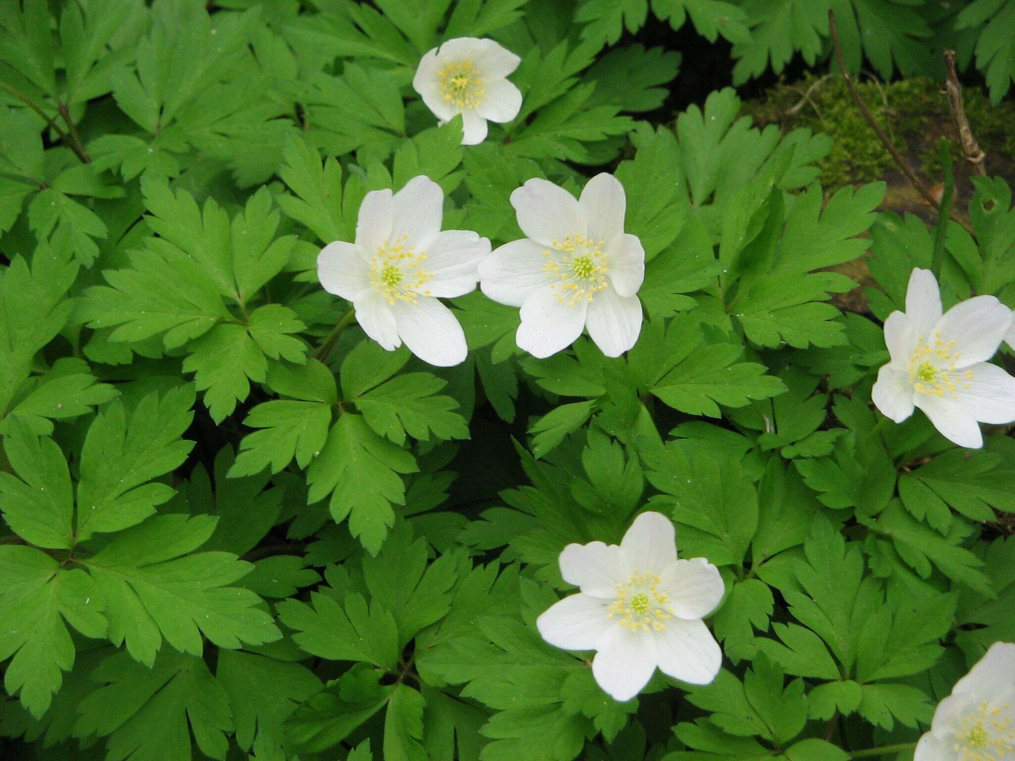 Imagem de Anemone nemorosa L.