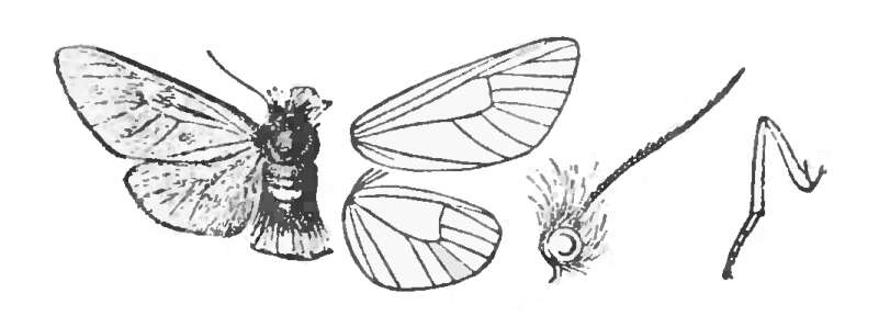 Image of Psycharium pellucens Herrich-Schäffer (1856)