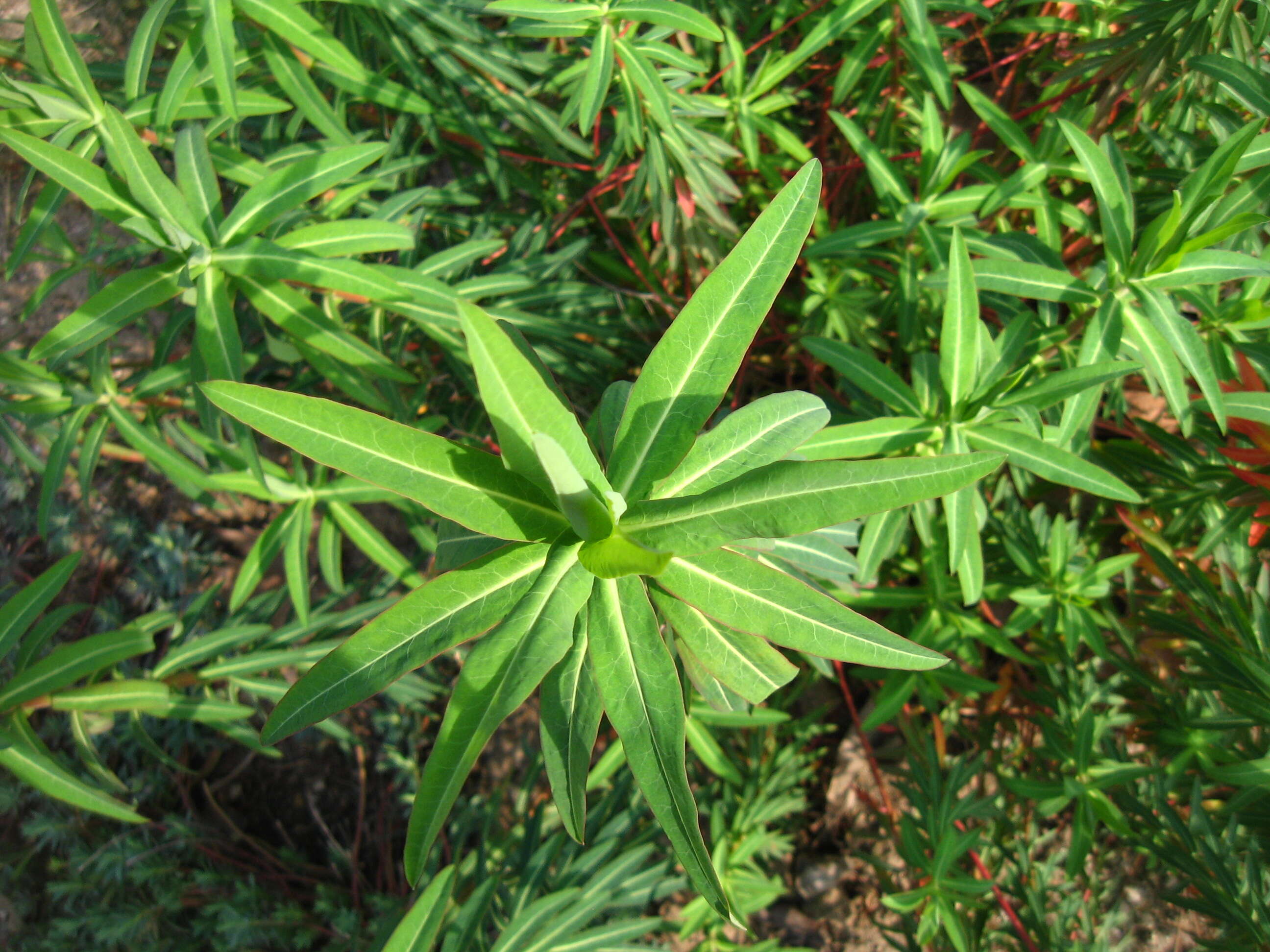 Image de Euphorbia ceratocarpa Ten.