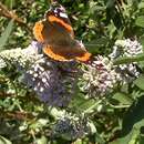 Image of pole butterflybush