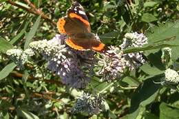 Слика од Buddleja officinalis Maxim.