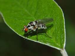 Imagem de Anthomyia quinquemaculata Macquart 1839