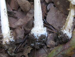 Image of Amanita velatipes G. F. Atk. 1900