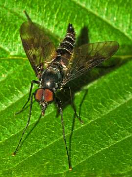 Image of Ibisia marginata