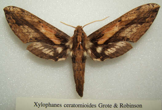 Слика од Xylophanes ceratomioides (Grote & Robinson 1866)