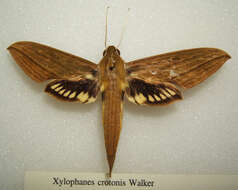 Image of Xylophanes crotonis (Walker 1856)