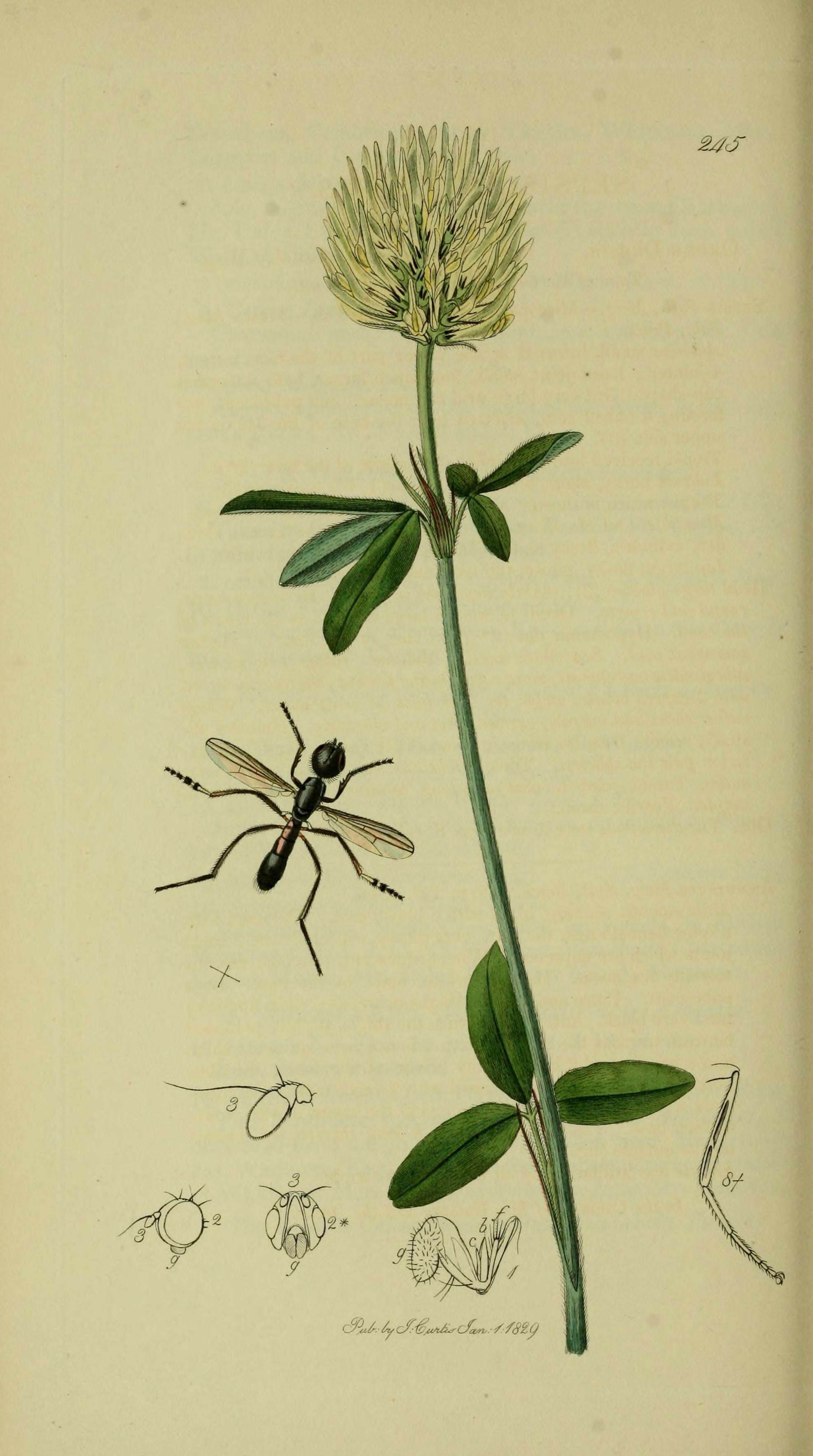 Image of Themira annulipes (Meigen 1826)
