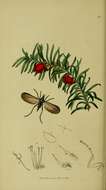 Imagem de Empis borealis Linnaeus 1758