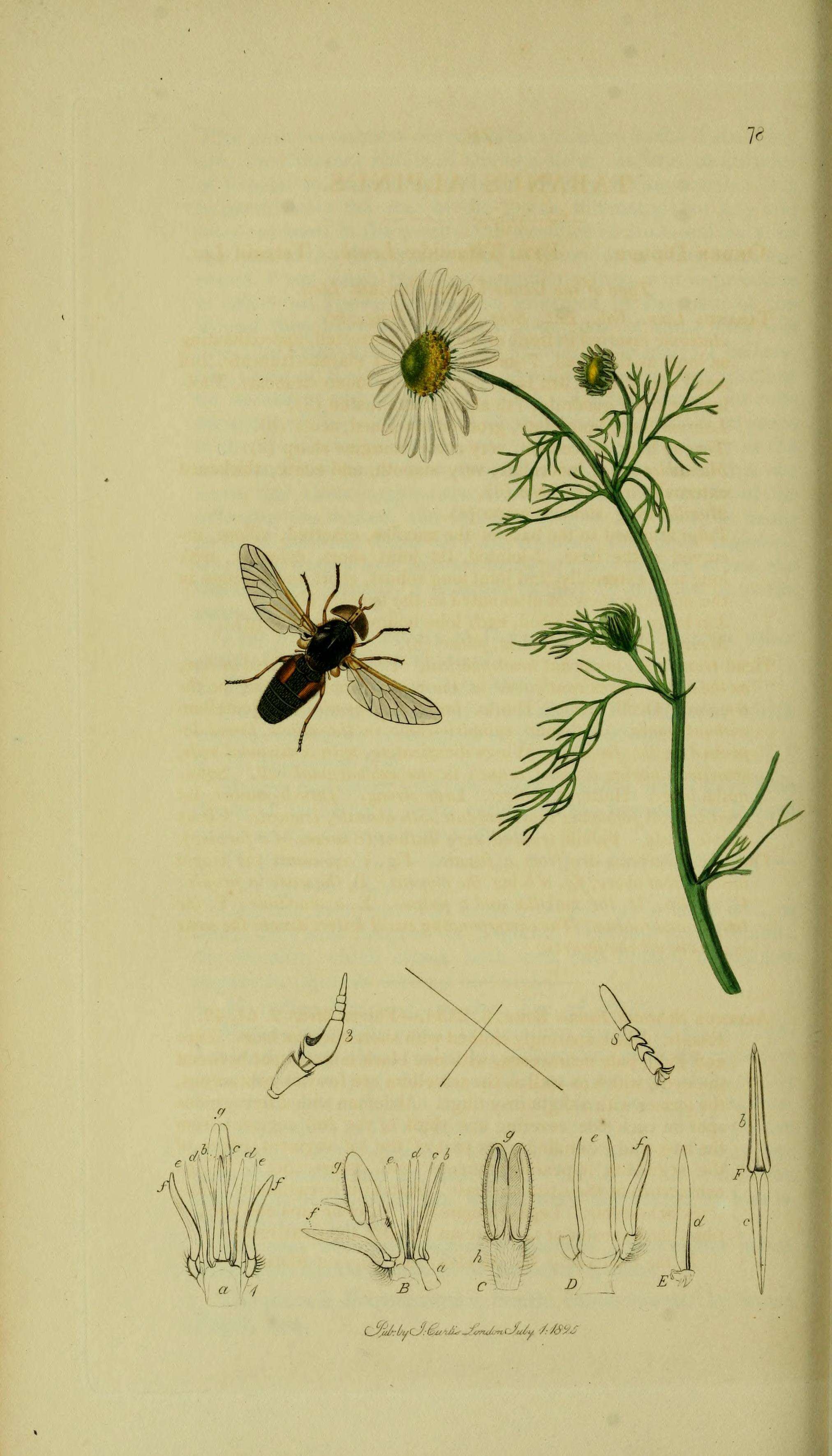 Image of Atylotus fulvus (Meigen 1804)