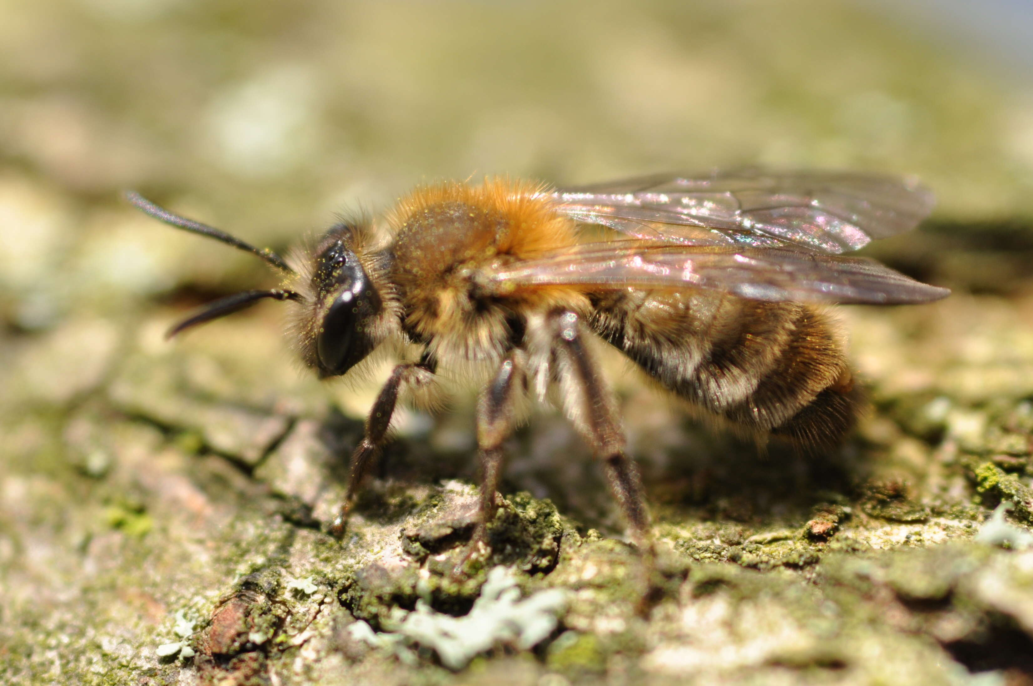 Image of Andrena praecox (Scopoli 1763)