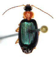 Image of Lebia (Loxopeza) tricolor Say 1823