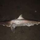 Image of Pacific smalltail shark