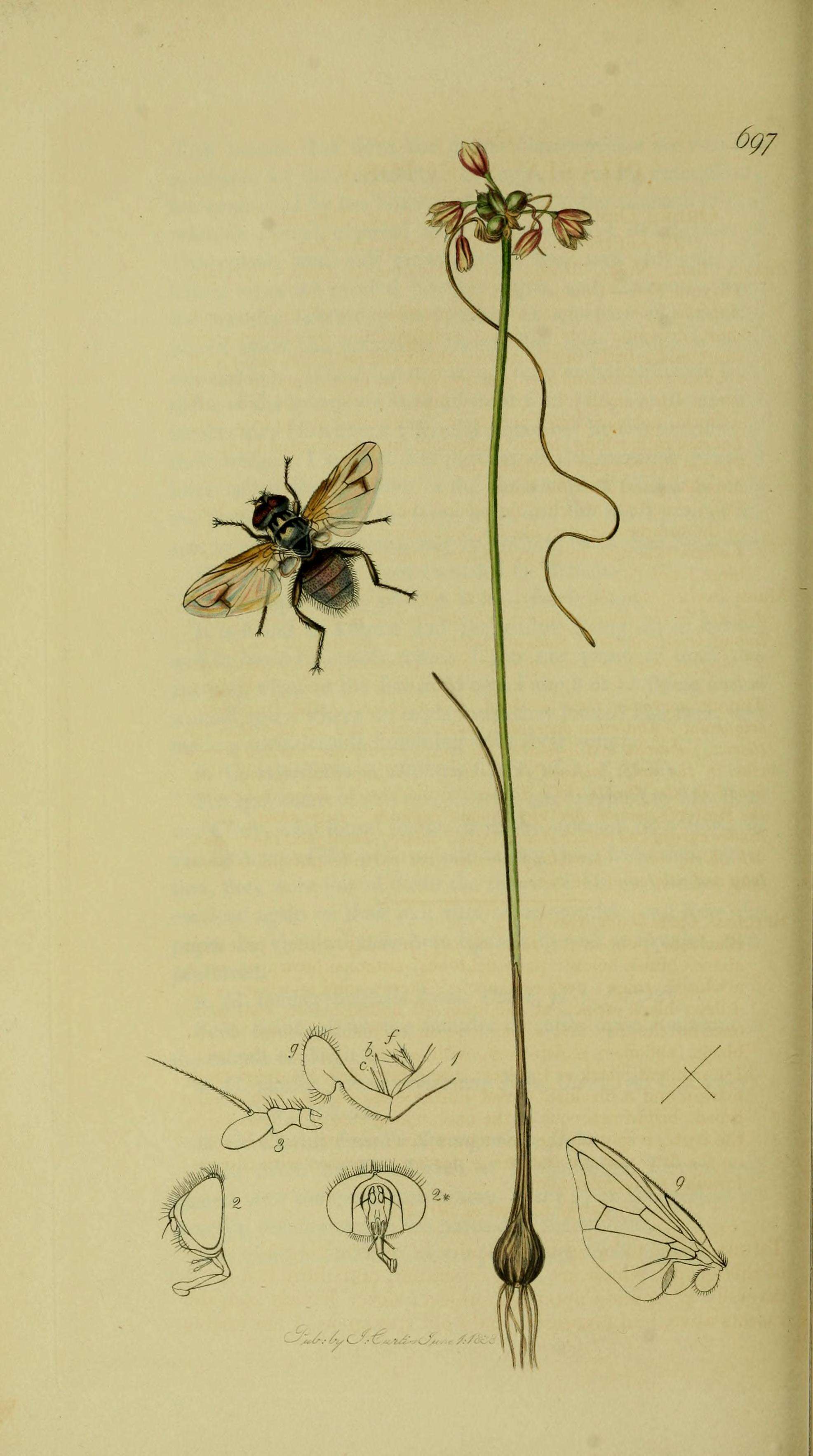 Image of Phasia obesa (Fabricius 1798)