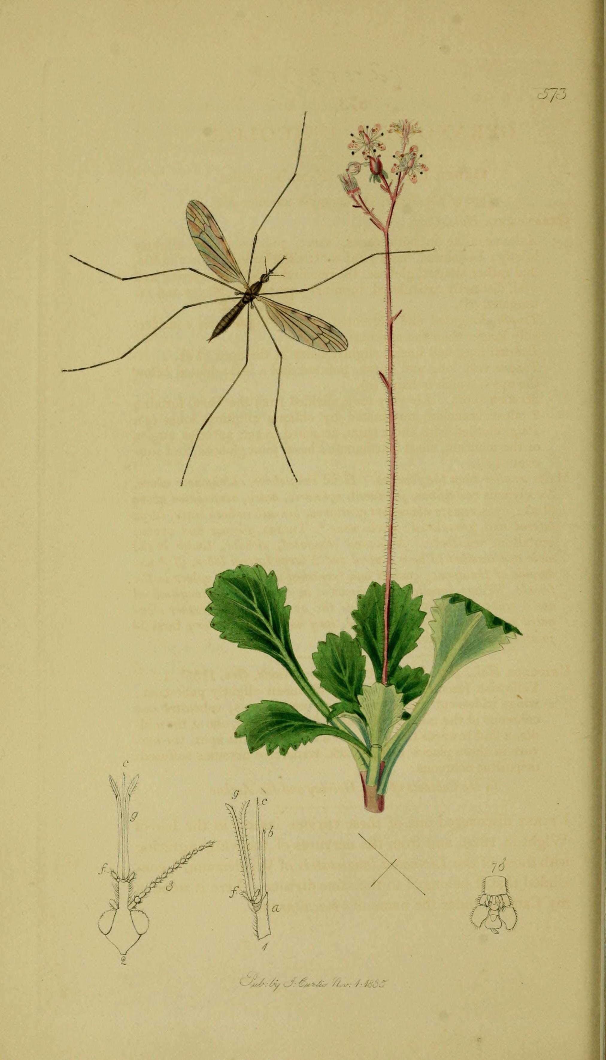 Image of Geranomyia unicolor Haliday 1833
