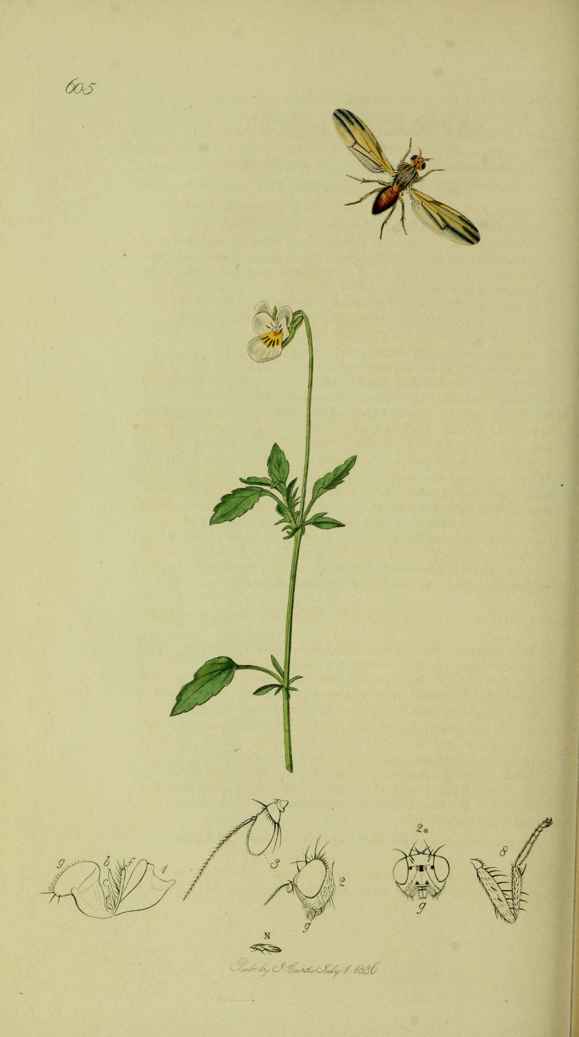 Peplomyza litura (Meigen 1826)的圖片