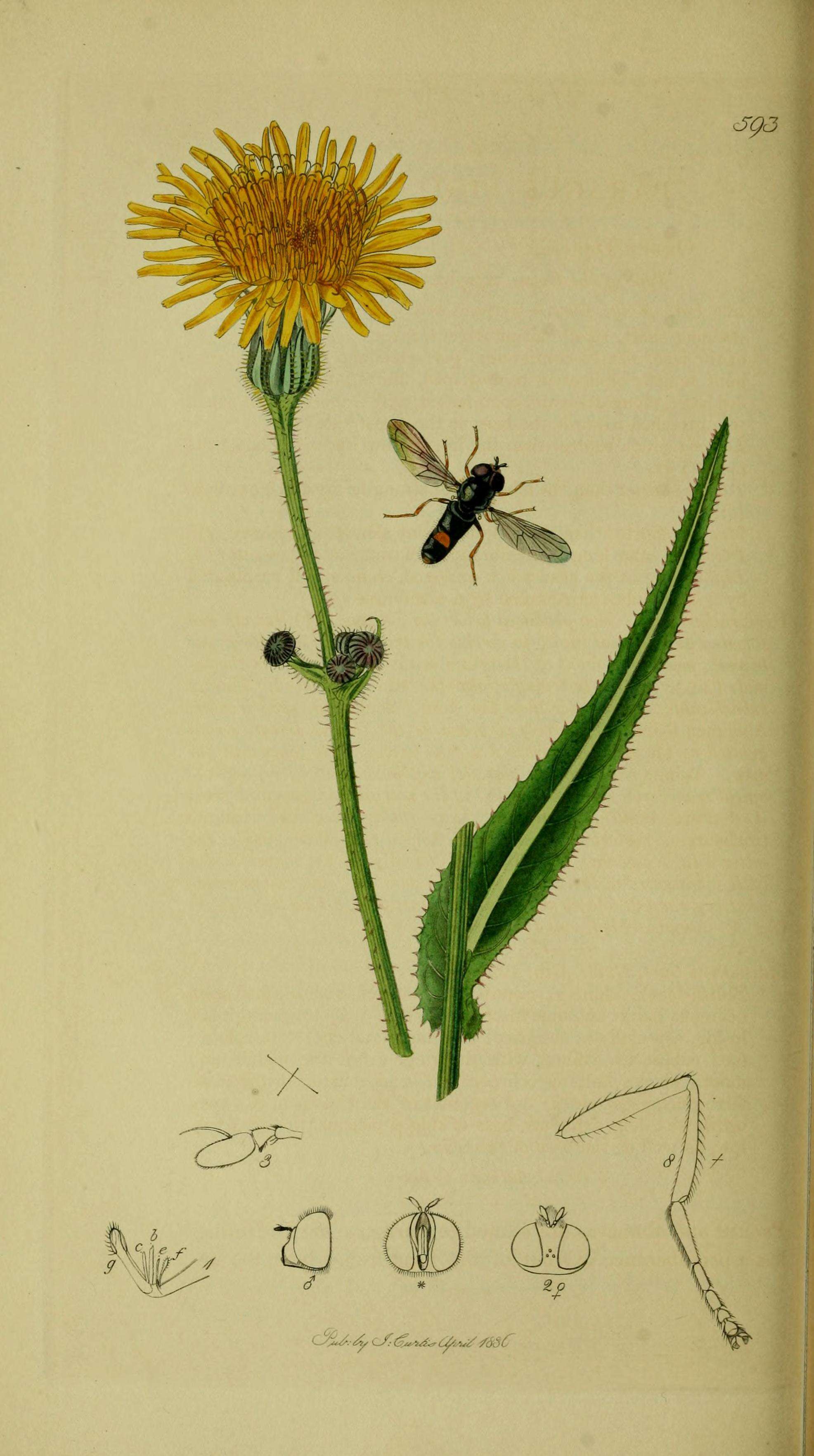 Image of Paragus haemorrhous Meigen 1822