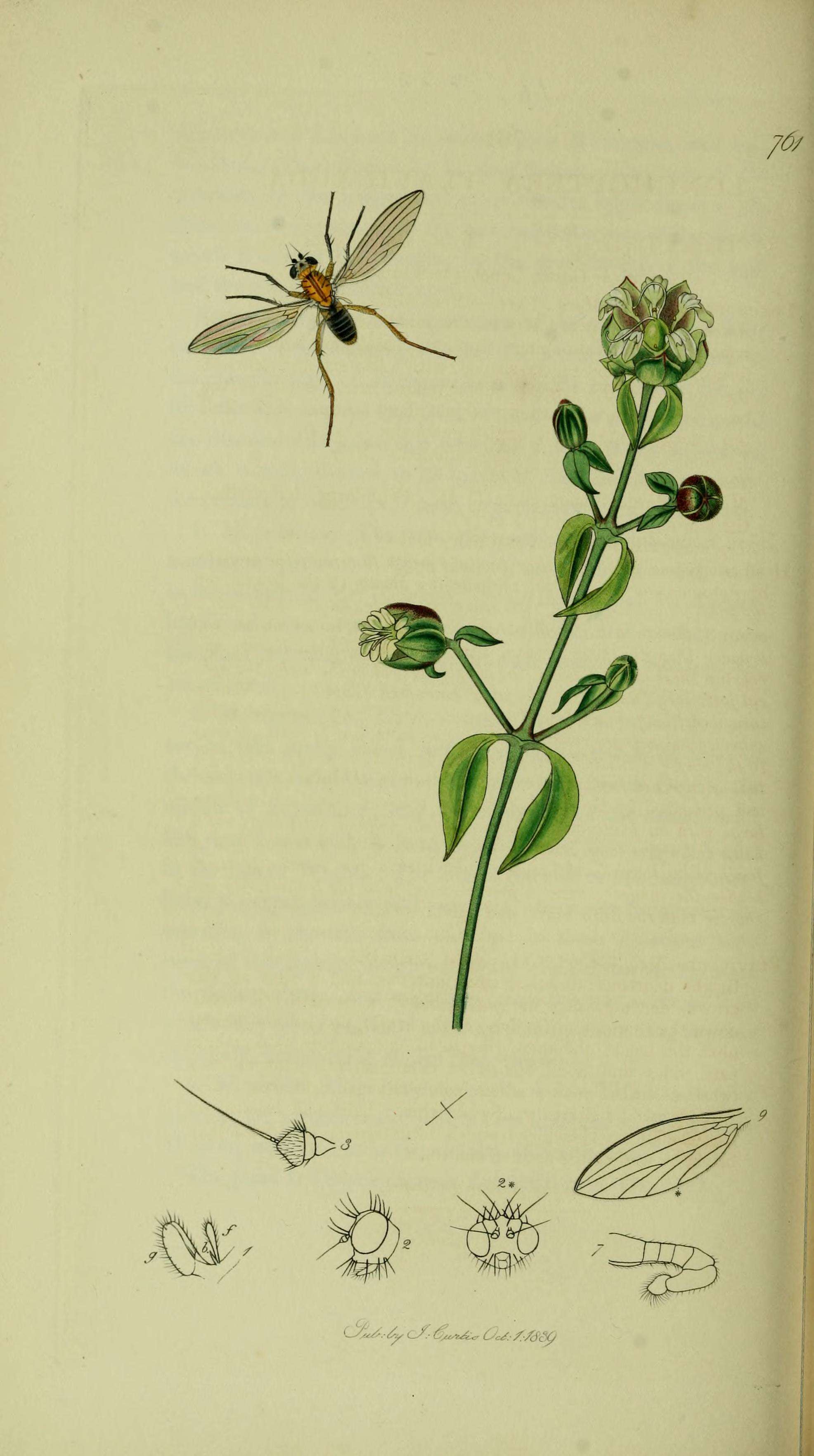 Imagem de Lonchoptera lutea Meigen 1809