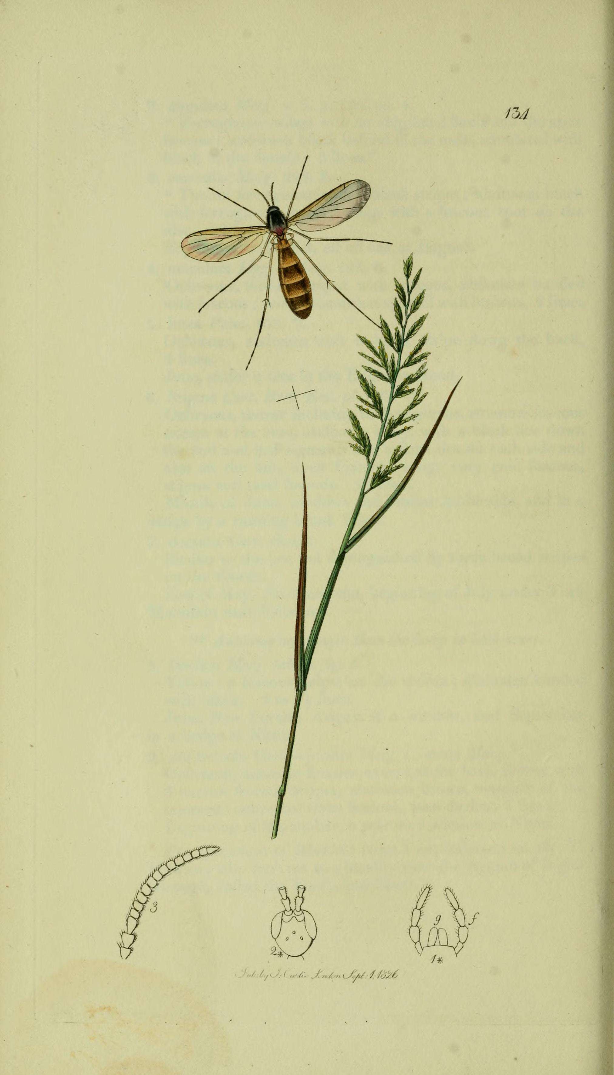 Image of Orfelia nemoralis (Meigen 1818)