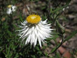 Image of Satin Everlasting