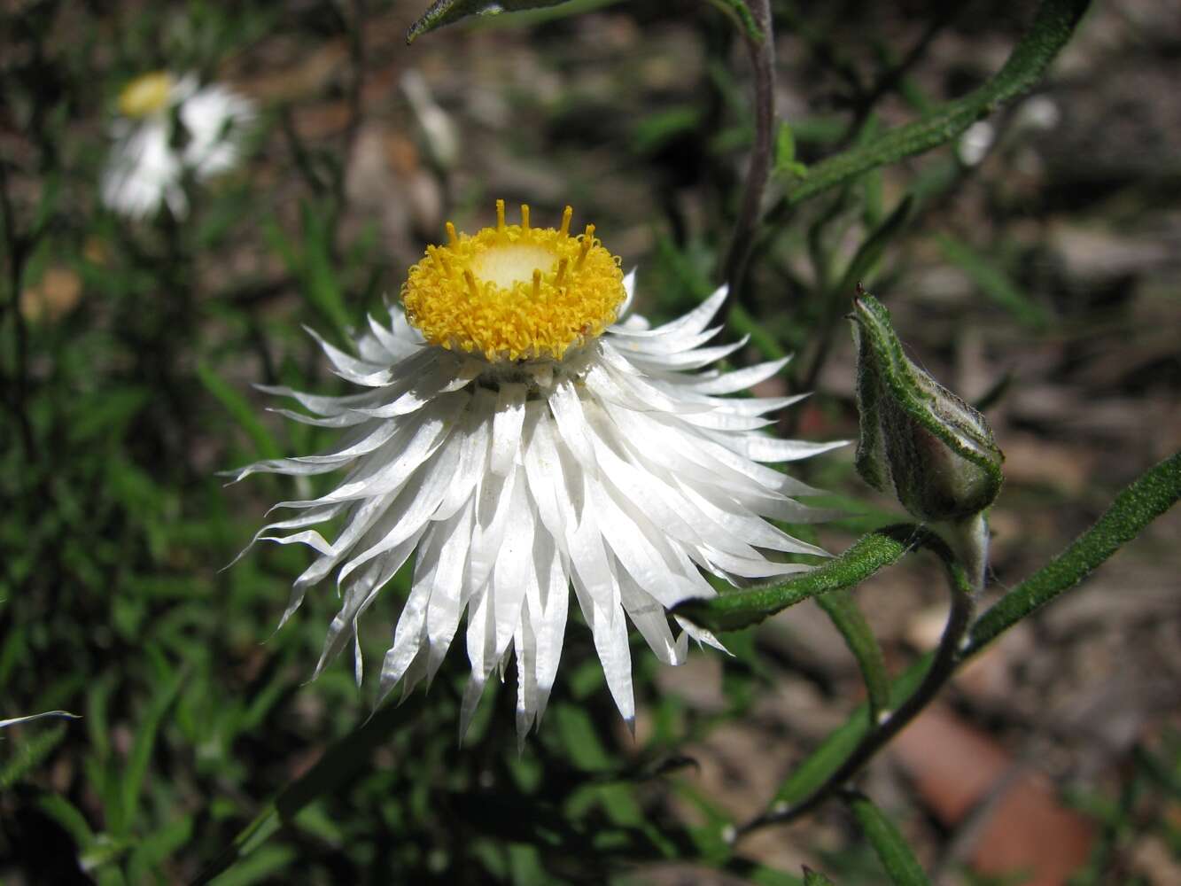 Слика од Helichrysum leucopsideum DC.