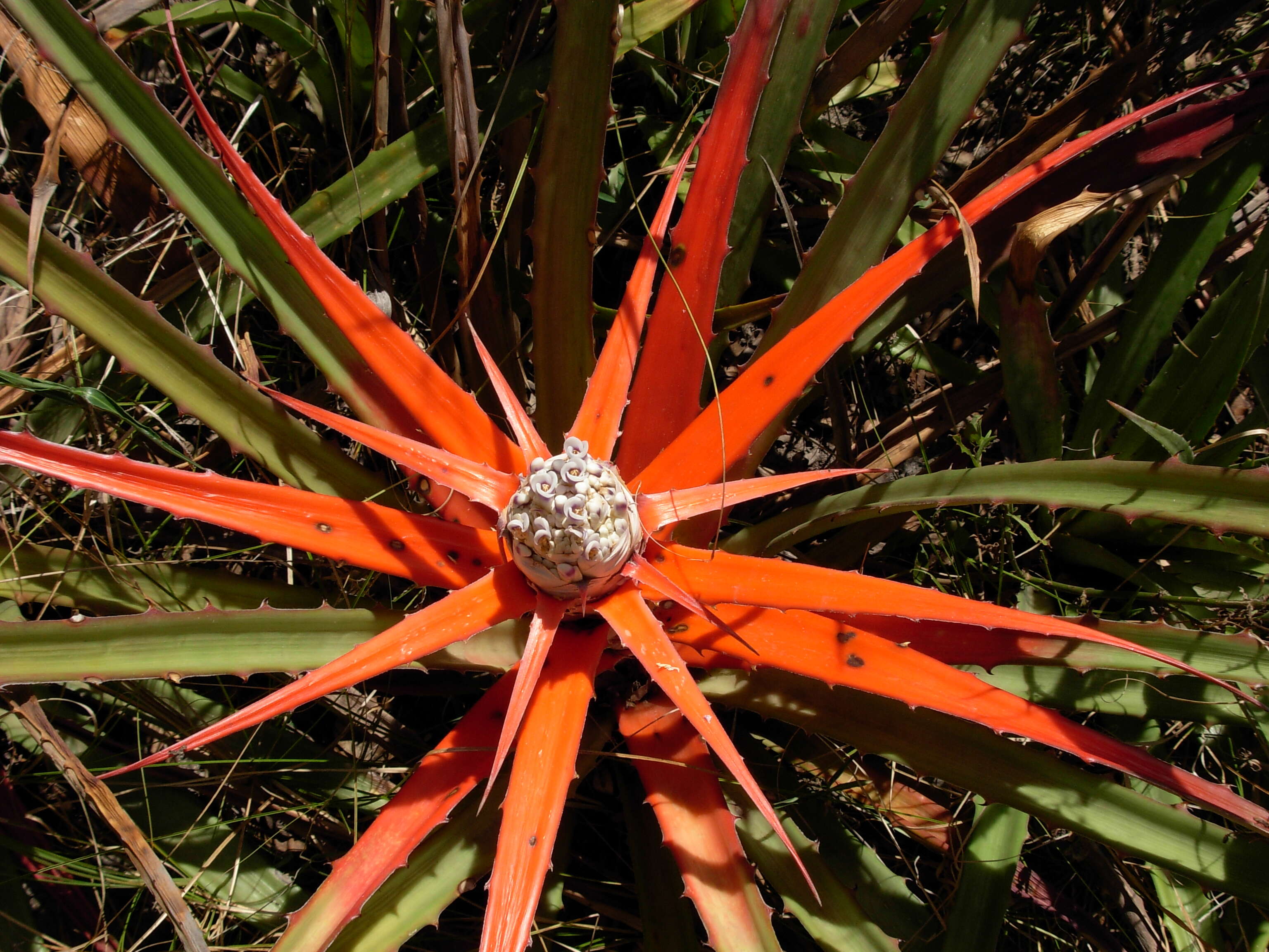 Bromelia serra Griseb.的圖片