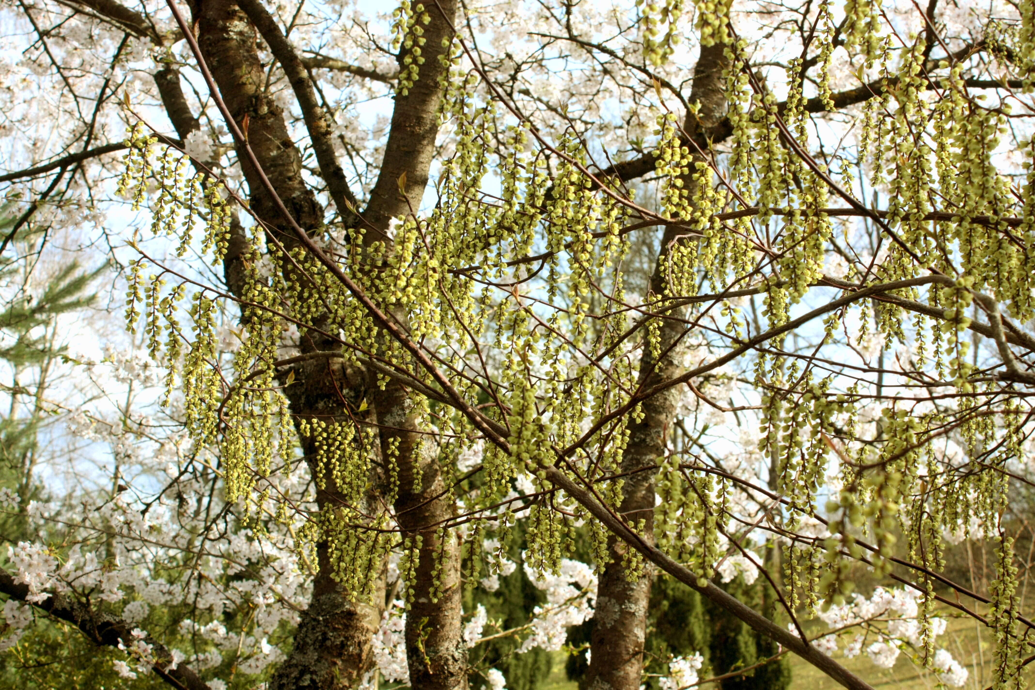 Image of Stachyurus praecox Sieb. & Zucc.