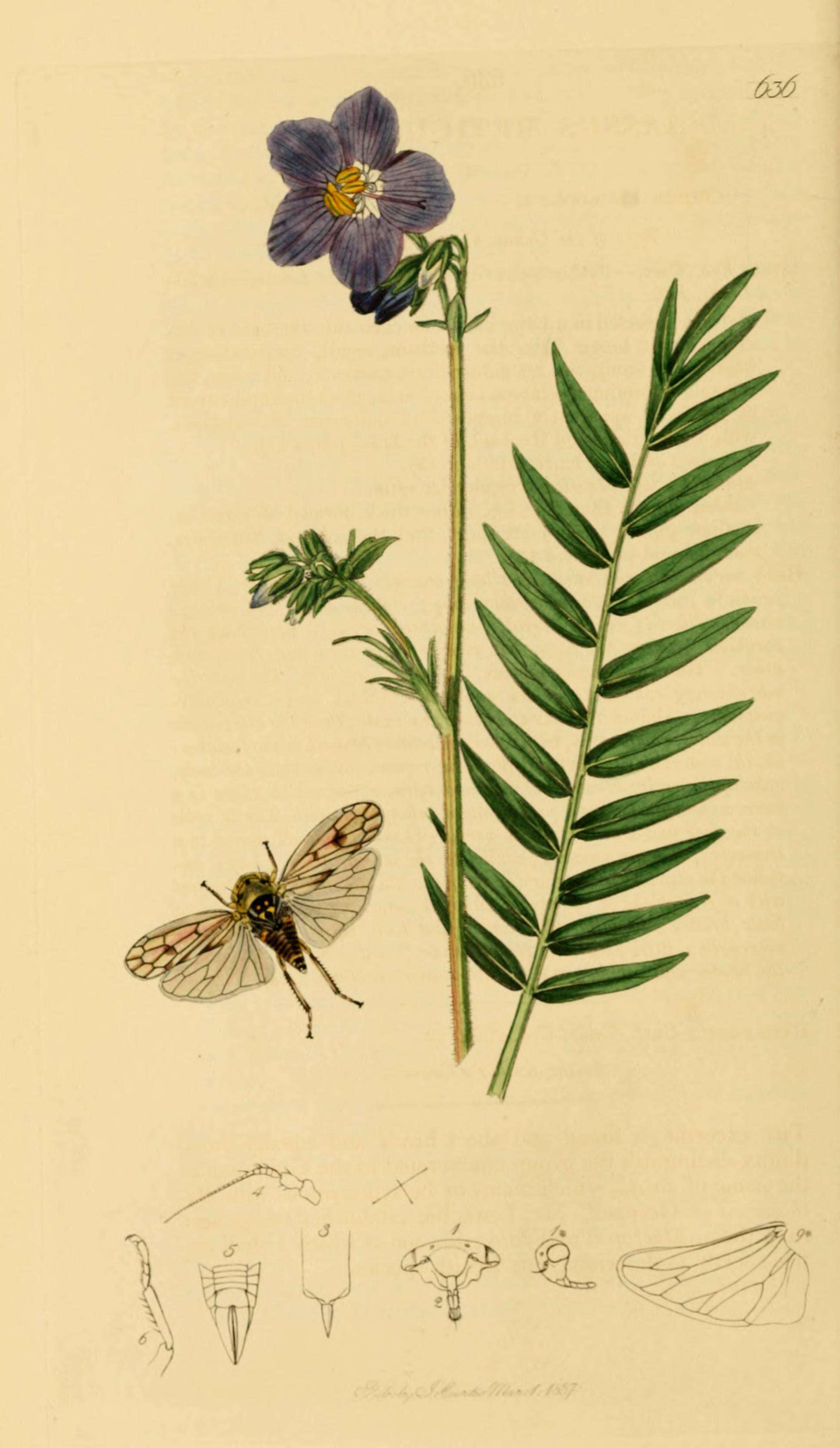 Image of Oncopsis (Oncopsis) flavicollis Linnaeus 1761