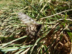 Image of Acraea andromacha Fabricius 1775