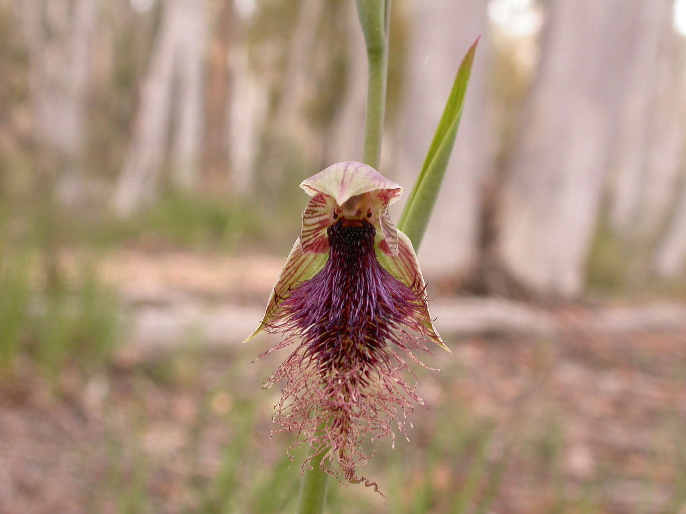 Imagem de Calochilus platychilus D. L. Jones