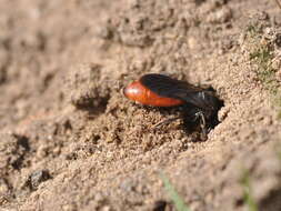 Image of Sphecodes albilabris (Fabricius 1793)