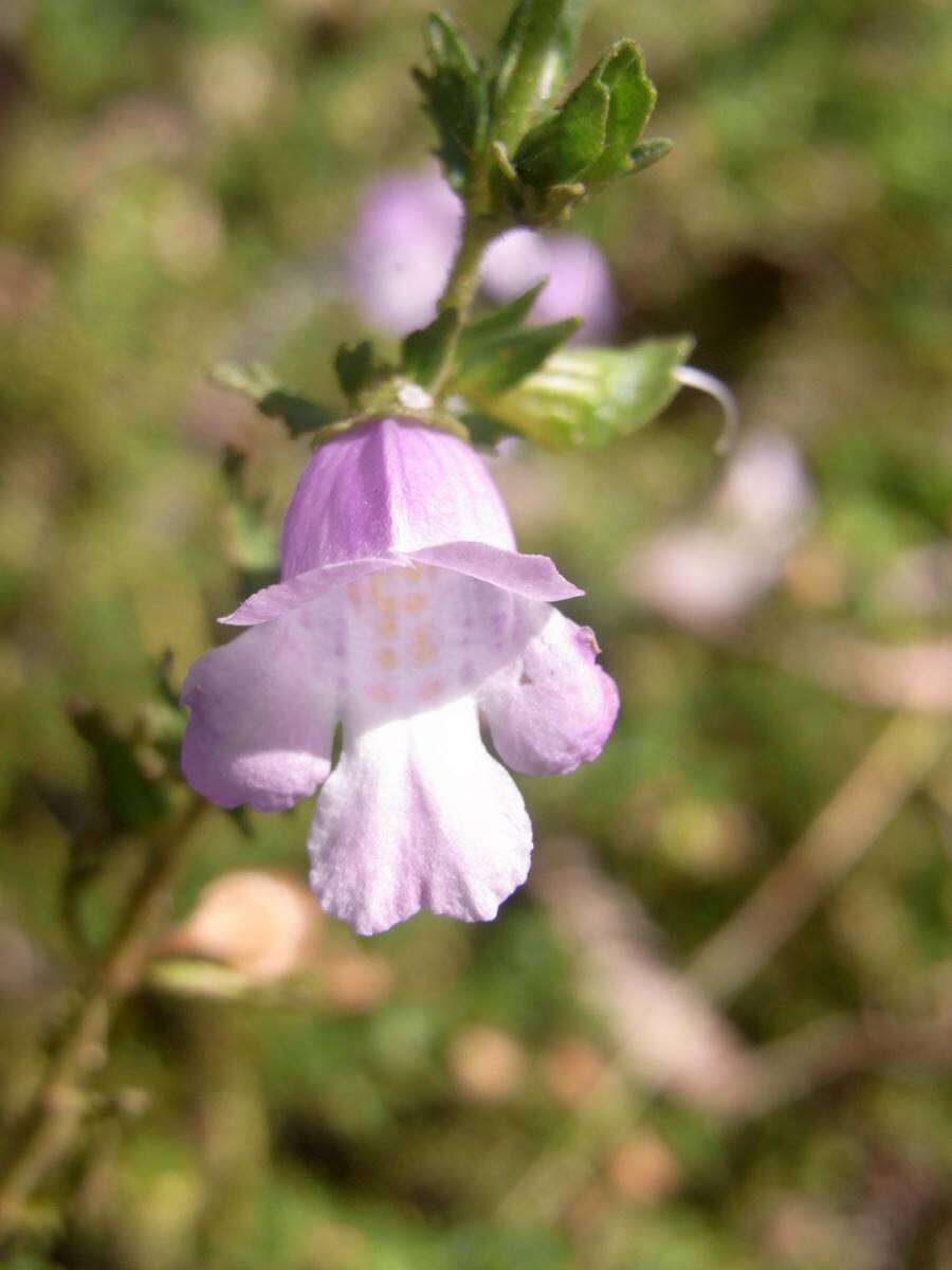 Image of Wollemi Mint-bush