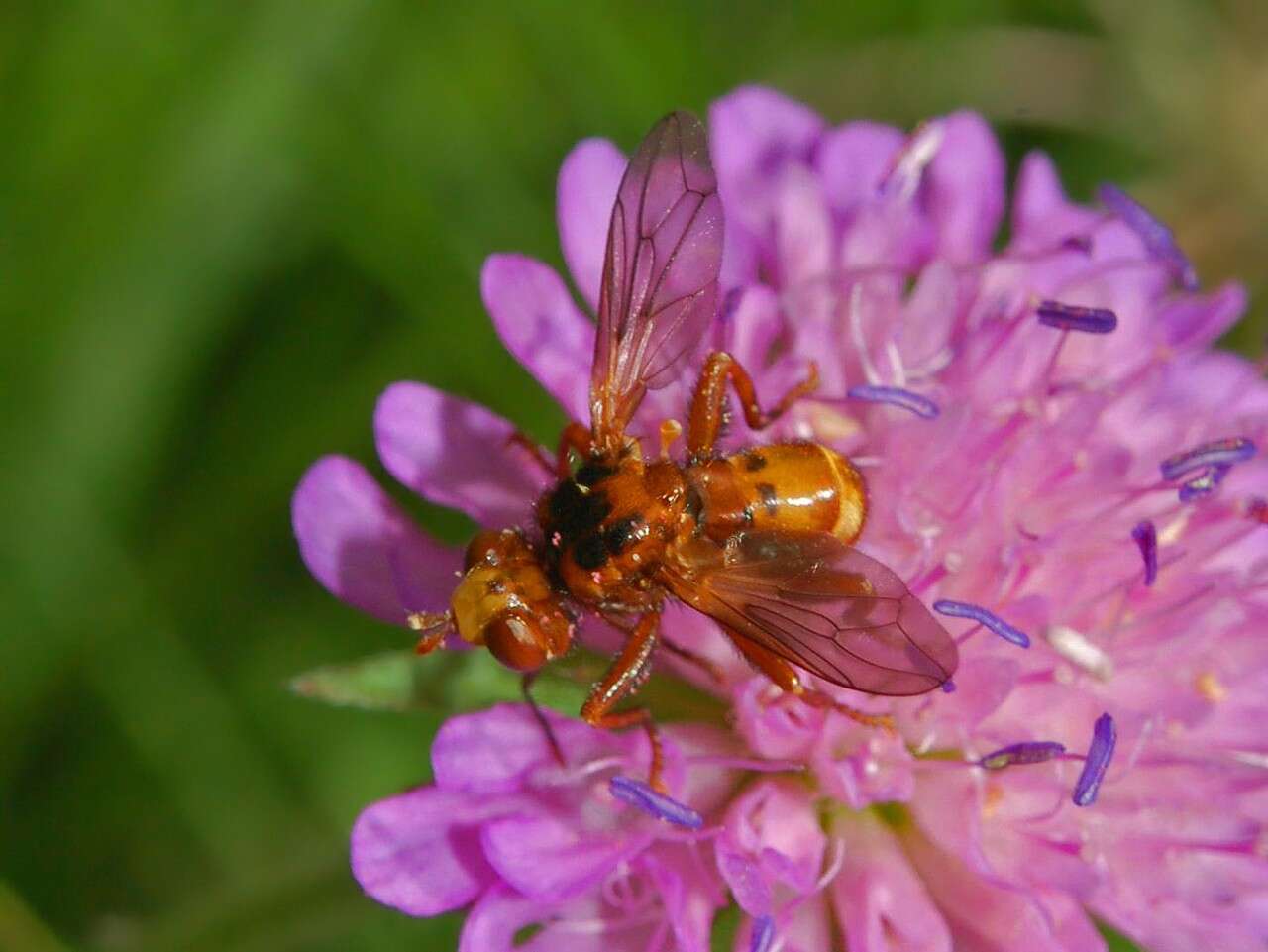 Image of Sicus ferrugineus (Linnaeus 1761)