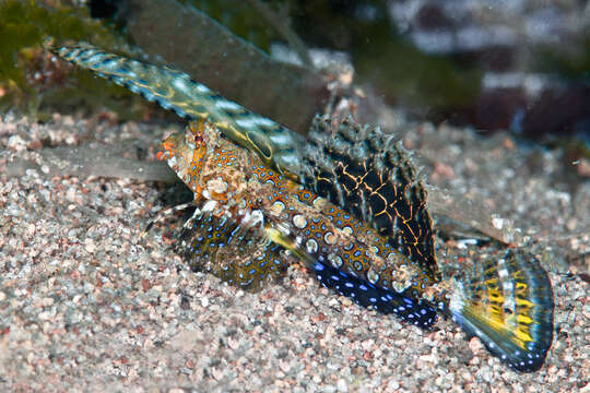 Image of Orange and black dragonet