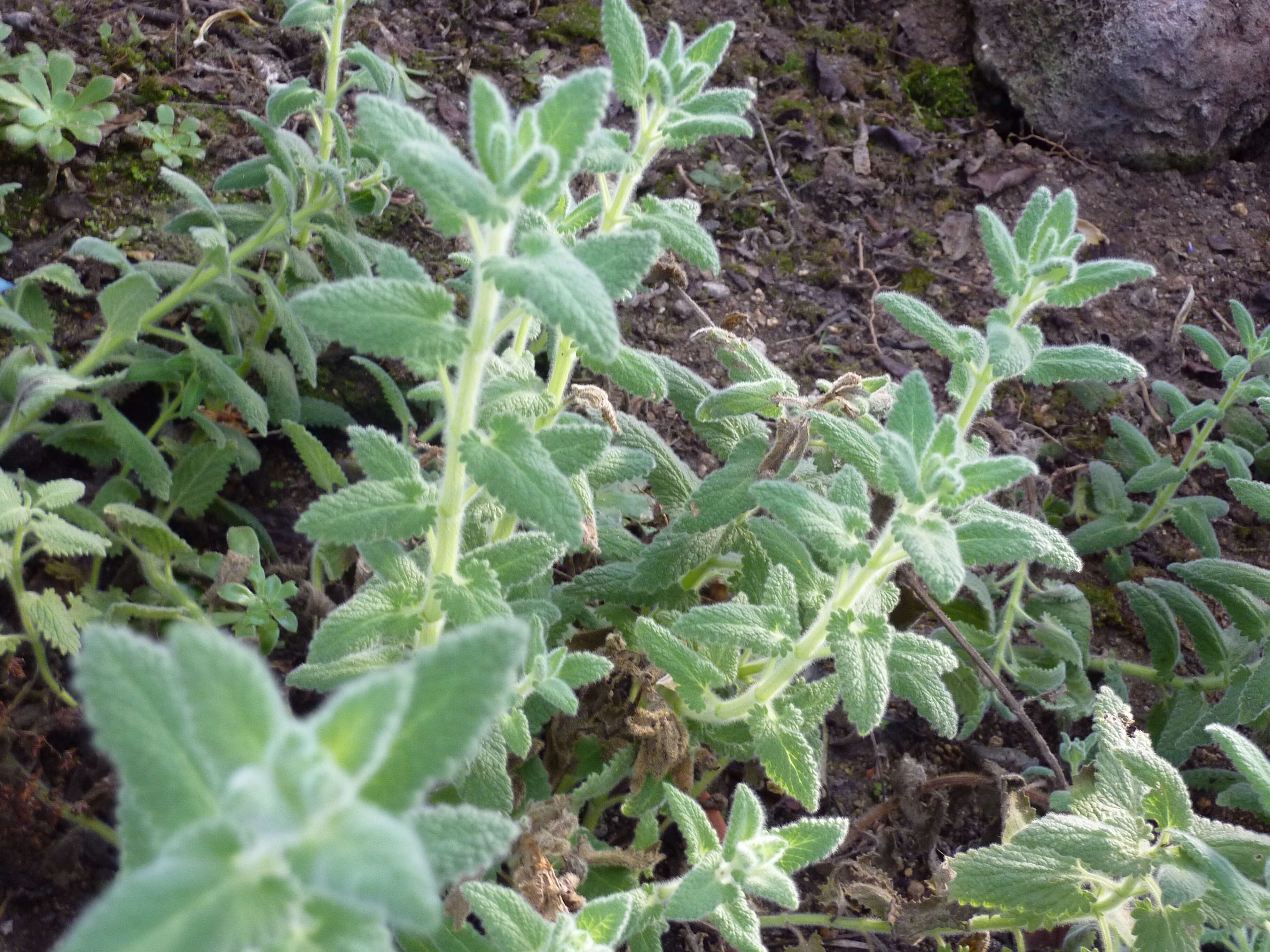 Image of Nepeta teydea Webb & Berthel.