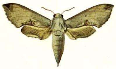 Image of Hippotion rosae (Butler 1882)