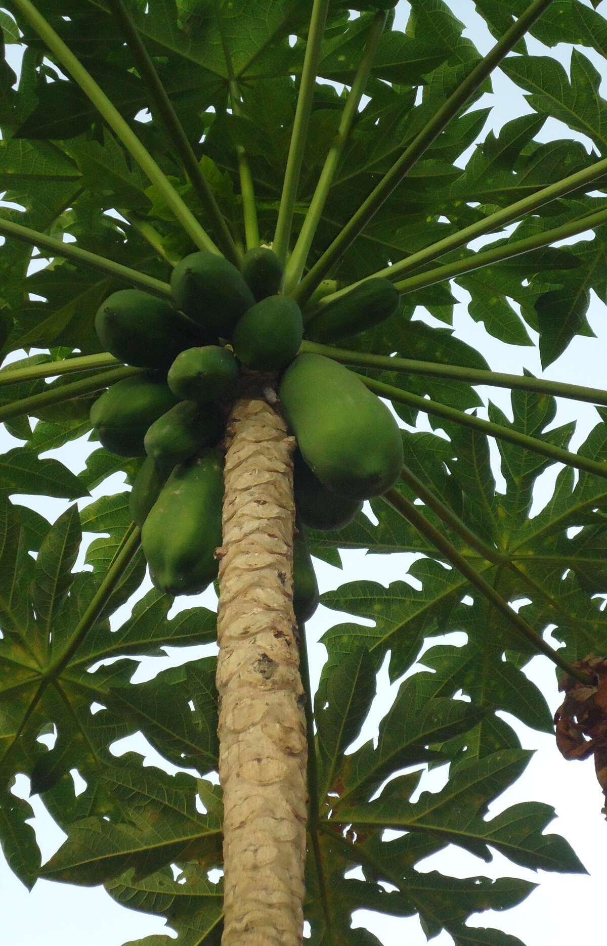 Image of papaya