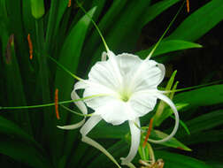 Image of Hymenocallis acutifolia (Herb. ex Sims) Sweet