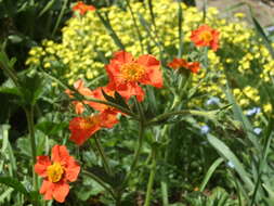 Image of Geum coccineum Sibth. & Sm.